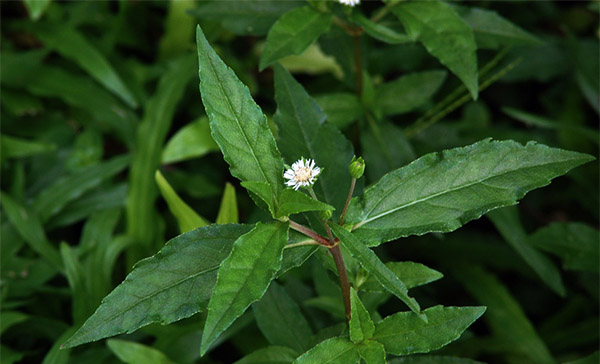 eclipta alba benefits