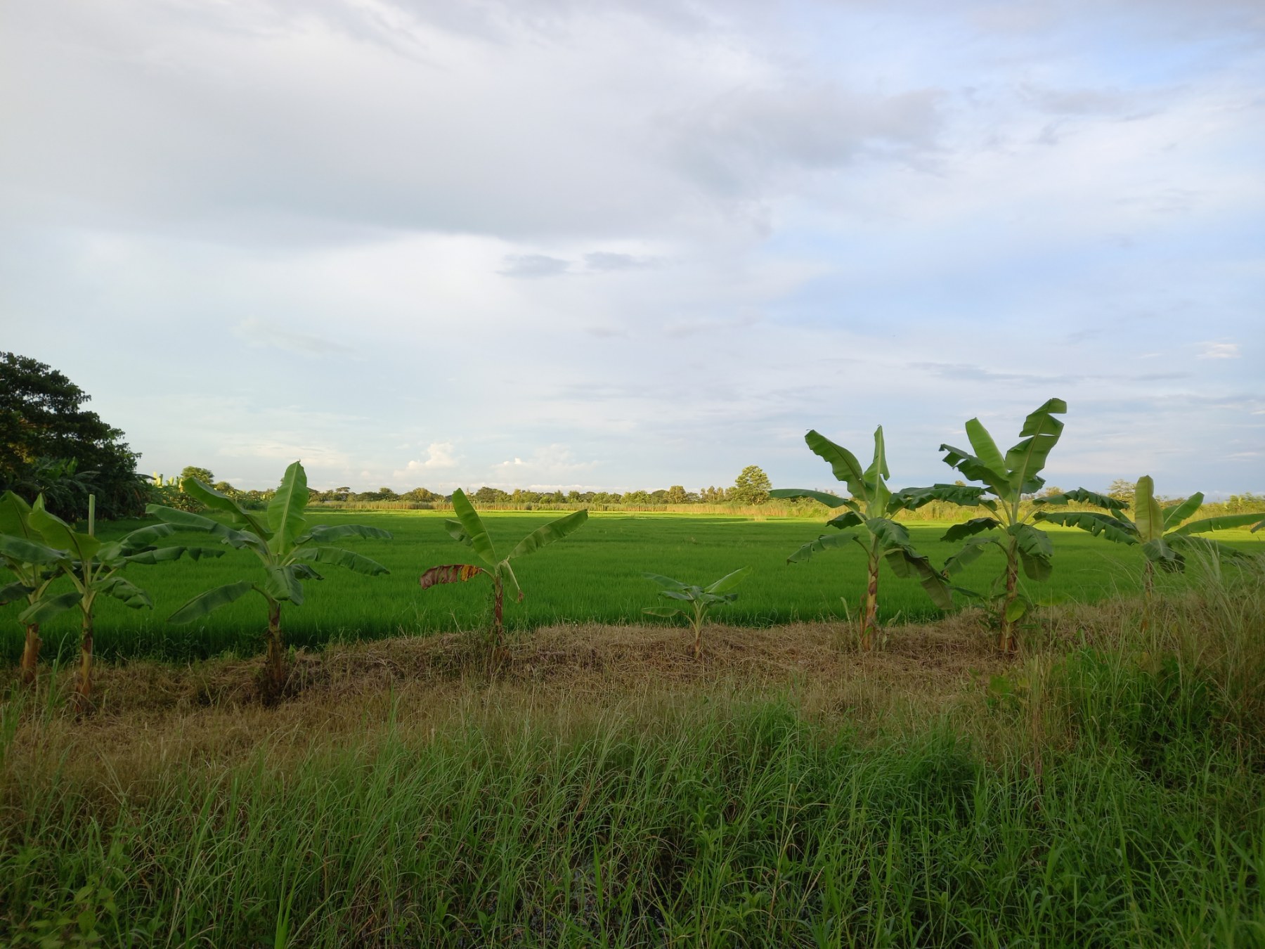 farmland yangon