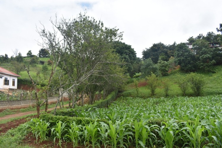 DSC_0523 (FILEminimizer)