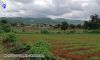 Kalaw Realtor
