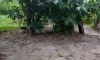 ward2