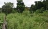 land_overgrown_bushes