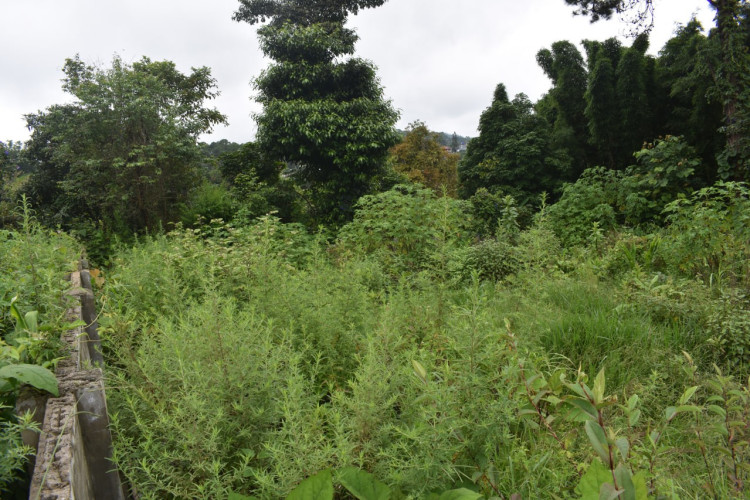 land_overgrown_bushes
